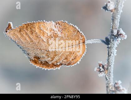 Der Winter ist zart: Frost auf Blättern Stockfoto