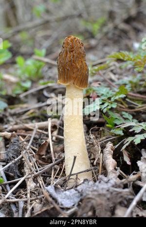 Verpa bohemica, ein bedingt essbarer Pilz, wächst im wilden Quellwald Stockfoto