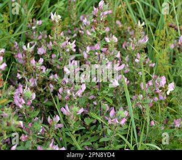 Ononis spinosa wächst in freier Wildbahn Stockfoto