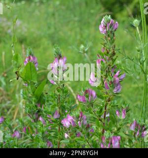 Ononis spinosa wächst in freier Wildbahn Stockfoto