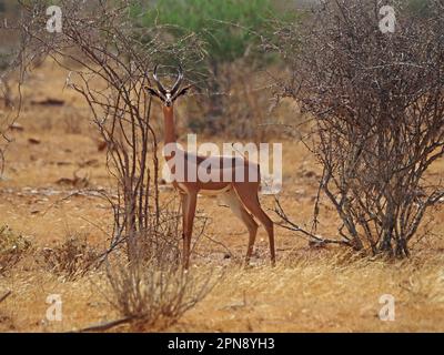 Männlicher Gerenuk (Litocranius Walleri), der auf die Kamera starrt, im trockenen Buschgras der Provinz Galana, Kenia, Afrika Stockfoto