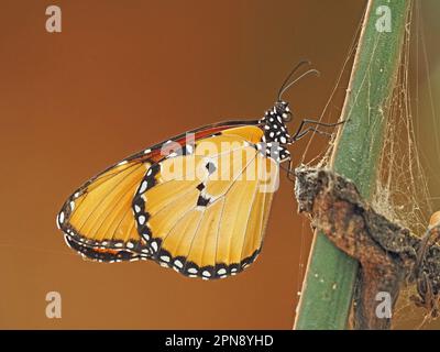 Afrikanischer Monarchschmetterling (Danaus chrysippus), alias einfacher Tiger oder afrikanische Königin auf grünem Stiel in der Provinz Galana, Kenia, Afrika Stockfoto