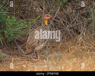 Gelbhalsiger Spurvogel Gelbhalsiger Francolin (Pternistis leucoscepus), der in den schmutzigen Busch der Provinz Galana, Kenia, Afrika schleicht Stockfoto