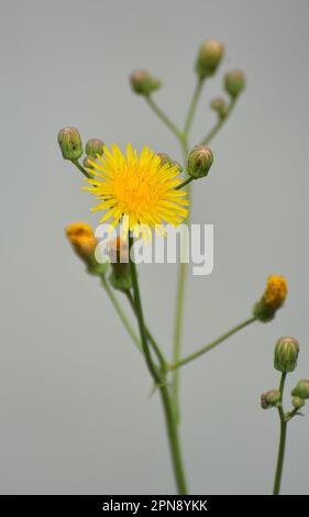 In der Natur wachsen unter den Pflanzen Gelbfelddistel (Sonchus arvensis). Stockfoto