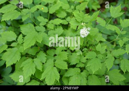 Mehrjährige, seltene, giftige Pflanze Actaea spicata wächst in der Wildnis in den Wäldern Stockfoto