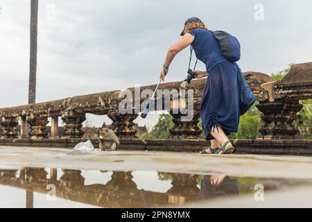 SIEM REAP, KAMBODSCHA - 11. JANUAR 2023: Frecher Makakenaffe isst Banane, die er gerade einem Touristen im Angkor Wat Tempel gestohlen hat. Stockfoto