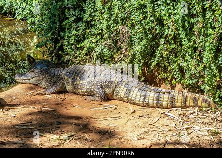 Großschnäuziger Kaiman, Caiman latirostris im Iguazu Nationalpark, Foz do Iguacu, Parana State, Südbrasilien Stockfoto