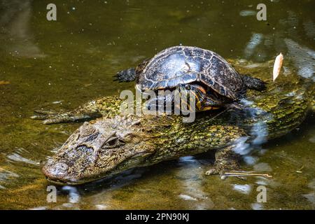 Großschnäuziger Kaiman, Caiman latirostris im Iguazu Nationalpark, Foz do Iguacu, Parana State, Südbrasilien Stockfoto