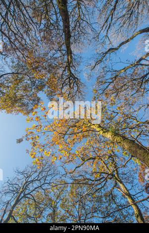 Herbst in einem alten Eichenwald, Ty Canol National Nature Reserve, Pembrokeshire, Wales, Großbritannien Stockfoto