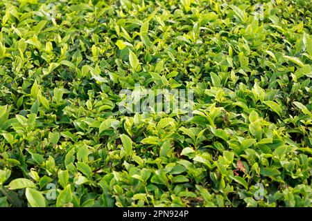 Frische Teeblätter auf einer Bergfarm in kerala aus der Nähe Stockfoto