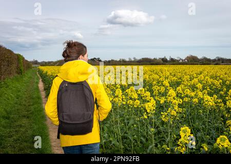 Eine Frau mit gelbem Mantel, die im Frühling auf einem Pfad durch ein gelbes Feld spaziert. Rucksacktourist. Stockfoto