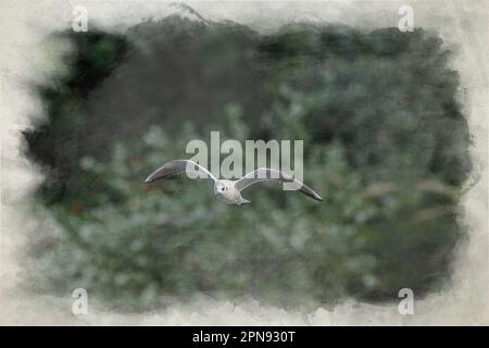 Digitale Aquarellmalerei der Schwarzkopfgullen im Flug. Nicht zuchtende, ausgewachsene Schwarze-Kopf-Gulls mit Winterzucht. Stockfoto