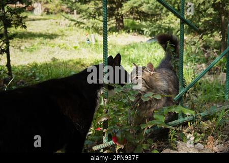 Zwei Katzen küssen sich. Schwarz-grau gestreifte Katze im Garten zusammen. Das Konzept von Zärtlichkeit, Liebe und Romantik. Ein erstaunlicher Moment in der Natur. A b Stockfoto