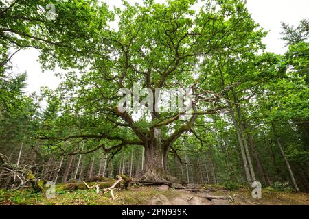 Üppige und grüne Eiche von Paavola (Paavolan Tammi) - große, alte und berühmte Eiche in Lohja, Finnland, im Sommer. Stockfoto