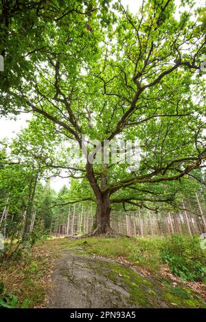 Üppige und grüne Eiche von Paavola (Paavolan Tammi) - große, alte und berühmte Eiche in Lohja, Finnland, im Sommer. Stockfoto