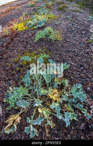 Die nicht kultivierte Meereskohl-Pflanze (Crambe maritima) wächst an einem Kiesstrand entlang des Tulliniemi-Naturweges in Hanko, Finnland. Stockfoto