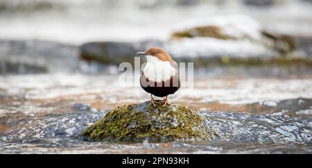 Der weiße Kehltoffel Cinclus cinclus sitzt auf einem Stein und sucht im Winter nach Nahrung, das beste Foto. Stockfoto