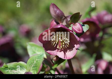 Lila rote Frühlingsblumen des Helleborus Rodney Davey Marmorgruppe Penny's Pink Frostkiss Serie im britischen Garten April Stockfoto