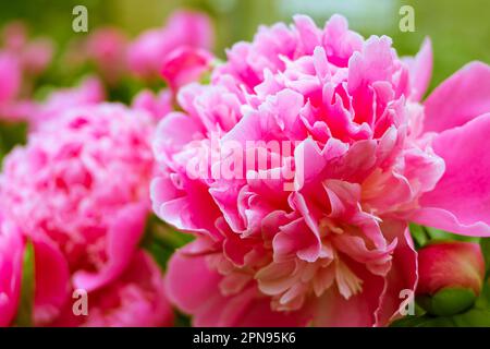 Wunderschöne Blume im Garten Paeonia Sarah Bernhardt Stockfoto