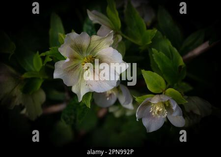 Eine Gruppe blühender Weihnachtsrosen oder Hellebore, die in einem North Norfolk-Garten in Großbritannien wachsen Stockfoto