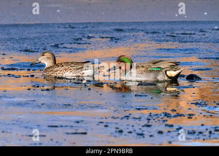 Ein Paar aus Green Winged Teal, das im Winter in Colorado durch einen eisigen Teich schwimmt. Stockfoto