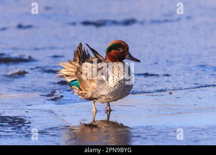 Ein hübsches Grüner Flügel-Teal rührt seine Federn, während er im Winter in einem eisigen Teich weht. Stockfoto