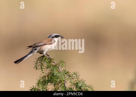 Der männliche Rotkauz (Lanius collurio) ist ein fleischfressender Passerinvogel und gehört zur Krabbenfamilie Laniidae. Stockfoto