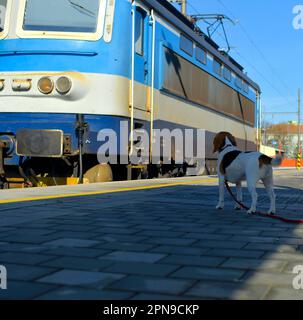 Am Bahnhof wartet ein Hund auf seinen Besitzer. Das Konzept der Loyalität, des Verlassens und der Hundefreundschaft. Ein Hund beobachtet eine bewegliche Lokomotive. Stockfoto