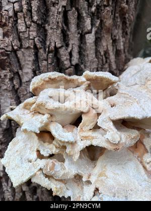 Pilze auf dem Stamm eines Baumes. Grüner grifola Stockfoto