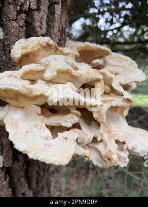 Pilze auf dem Stamm eines Baumes. Grüner grifola Stockfoto