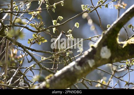 Nahaufnahme eines Dunnock (Prunella modularis), der im Frühling in Wales, Großbritannien, von einem Baumzweig in Sonnenlicht gesungen hat Stockfoto