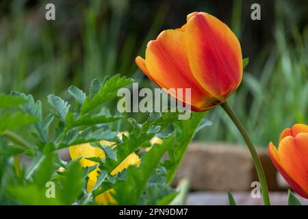 Wunderschöne und farbenfrohe orangefarbene und gelbe Tulpen. Frühlingsbokeh umgeben von Natur. Gepflegter Garten mit Blumen. Stockfoto