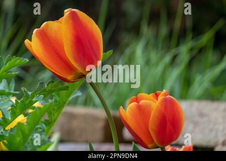Wunderschöne und farbenfrohe orangefarbene und gelbe Tulpen. Frühlingsbokeh umgeben von Natur. Gepflegter Garten mit Blumen. Stockfoto