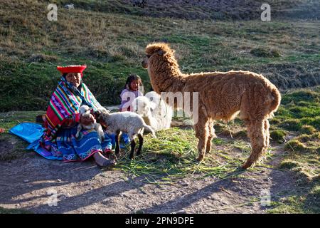 Peruanische Einheimische in traditioneller Kleidung, die mit ihren Tieren auf dem Boden liegen Stockfoto