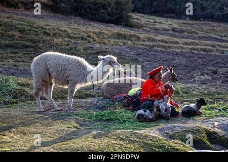 Peruanische Einheimische in traditioneller Kleidung, die mit ihren Tieren auf dem Boden liegen Stockfoto