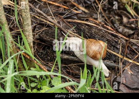 Eine Weinschnecke an einem regnerischen Frühlingstag Stockfoto