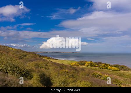 Blick von der Klippe in Reighton. In der Ferne Filey und Filey Brigg. Hier gibt es eine gegend unter den klippen, die im Laufe der Zeit mit Gelb bedeckt ist Stockfoto