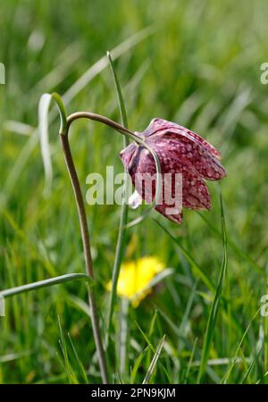 Fregtillar-, Scharbe- und seltene Blumenarten in einer Suffolk-Wiese, England, Vereinigtes Königreich Stockfoto