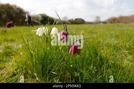 Fregtillar-, Scharbe- und seltene Blumenarten in einer Suffolk-Wiese, England, Vereinigtes Königreich Stockfoto