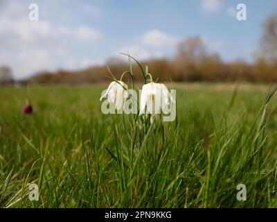 Fregtillar-, Scharbe- und seltene Blumenarten in einer Suffolk-Wiese, England, Vereinigtes Königreich Stockfoto