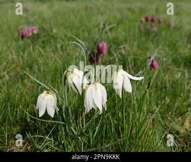 Fregtillar-, Scharbe- und seltene Blumenarten in einer Suffolk-Wiese, England, Vereinigtes Königreich Stockfoto