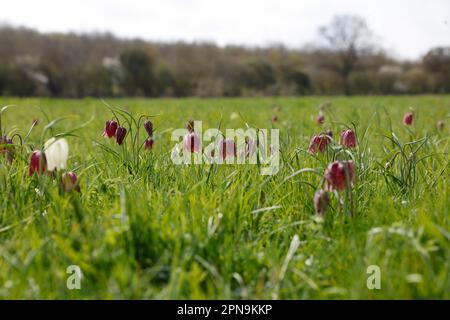 Fregtillar-, Scharbe- und seltene Blumenarten in einer Suffolk-Wiese, England, Vereinigtes Königreich Stockfoto