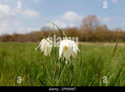 Fregtillar-, Scharbe- und seltene Blumenarten in einer Suffolk-Wiese, England, Vereinigtes Königreich Stockfoto