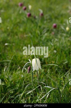 Fregtillar-, Scharbe- und seltene Blumenarten in einer Suffolk-Wiese, England, Vereinigtes Königreich Stockfoto