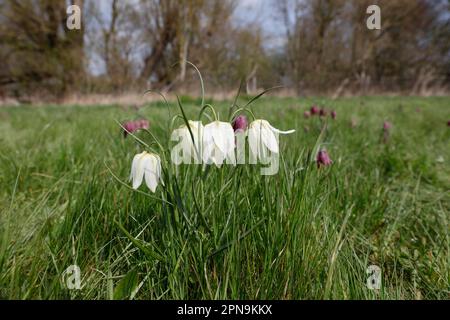 Fregtillar-, Scharbe- und seltene Blumenarten in einer Suffolk-Wiese, England, Vereinigtes Königreich Stockfoto