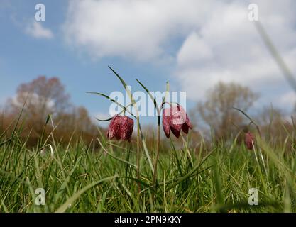 Fregtillar-, Scharbe- und seltene Blumenarten in einer Suffolk-Wiese, England, Vereinigtes Königreich Stockfoto