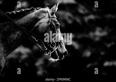 Schwarz-Weiß-Porträt eines wunderschönen Pferdes mit einem Zauber auf seinem Maulkorb. Reitsport und Reiten. Reitleben. Stockfoto