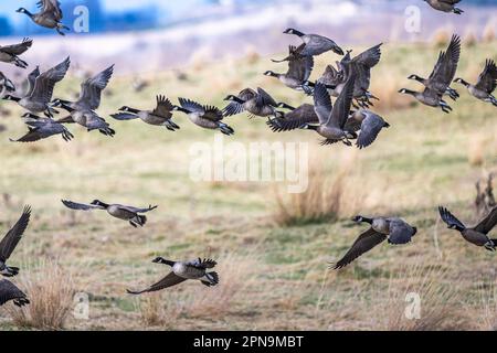 Wandergänse (Branta hutchinsii) im Frühling Stockfoto