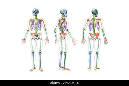 Vorder-, Rückseiten- und Profilansichten des männlichen Skeletts, wobei die Darstellung des Körpers 3D auf Weiß isoliert dargestellt wird. Anatomie oder medizinisches Diagramm mit jedem Stockfoto