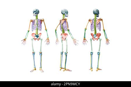 Vorder-, Rückseiten- und Profilansichten des vollständigen männlichen menschlichen Skeletts 3D-Darstellung isoliert auf Weiß. Anatomisches oder medizinisches Diagramm mit jedem Knochen oder gr Stockfoto